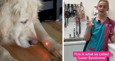 PDSA warns dog owners about laser pens